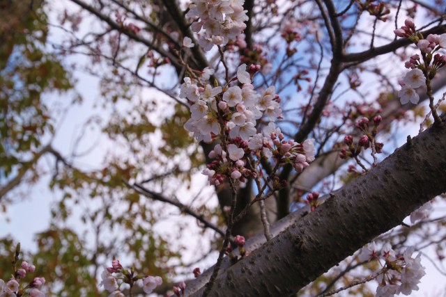 大木と小枝の花