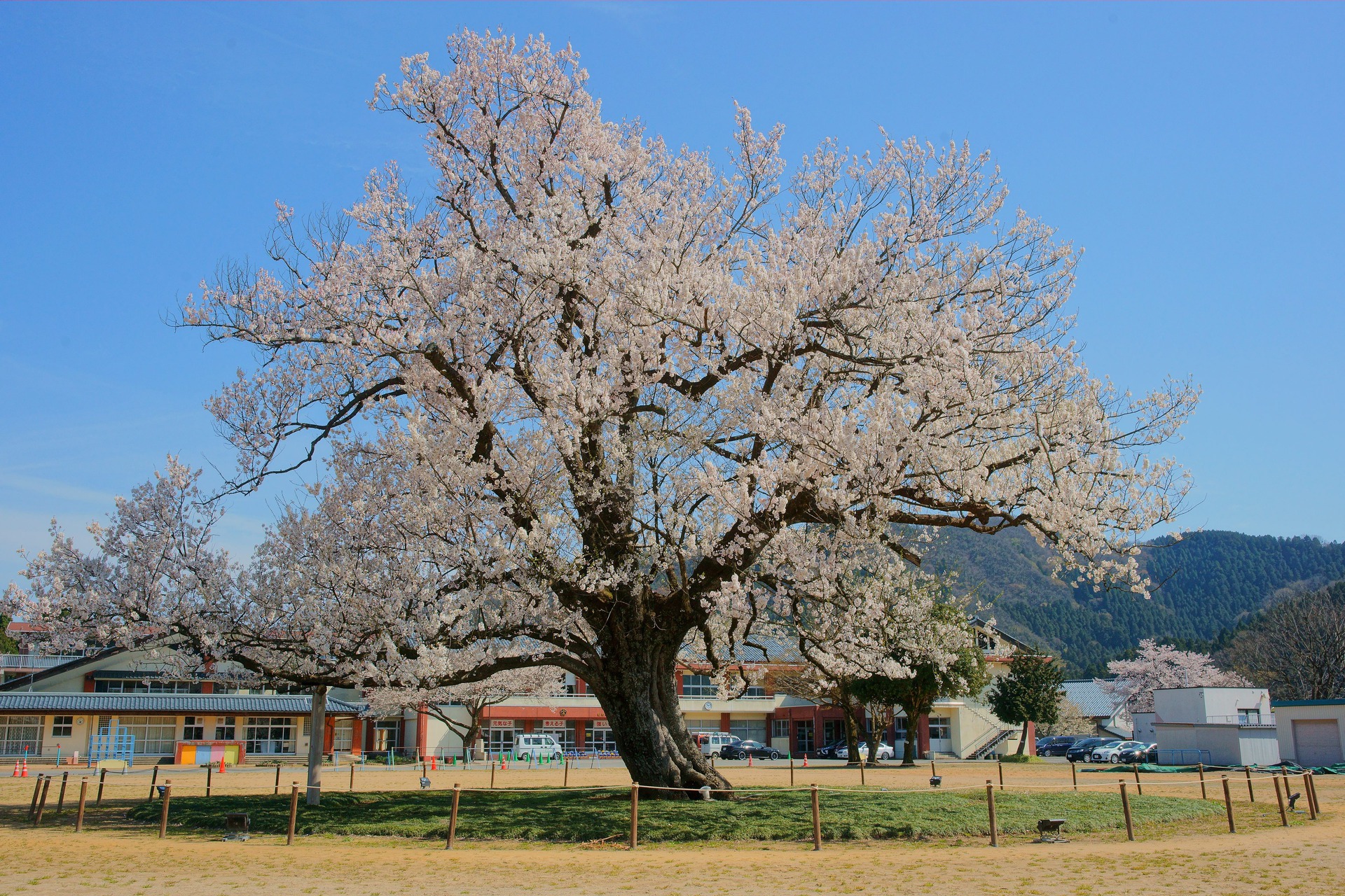 日本の風景 味真野小学校のエドヒガン桜 壁紙19x1280 壁紙館