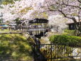 桜が咲いた公園