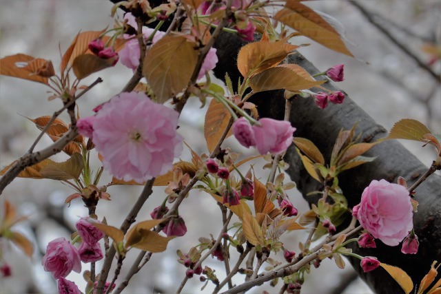 日本橋桜通りの八重桜開花