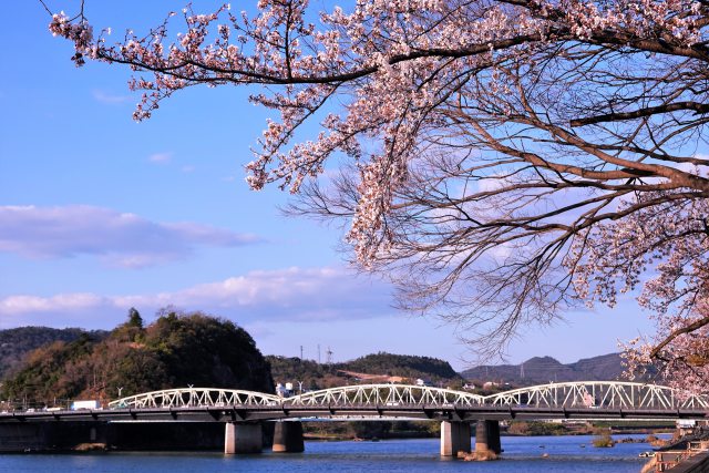 木曽川犬山橋の桜