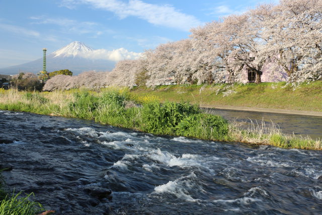 富士山とサクラ