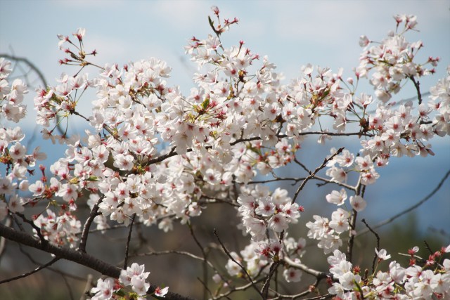 城址の桜