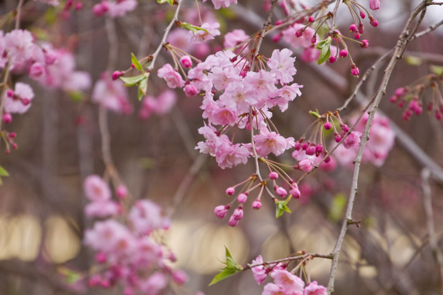 しだれ桜