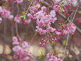 しだれ桜