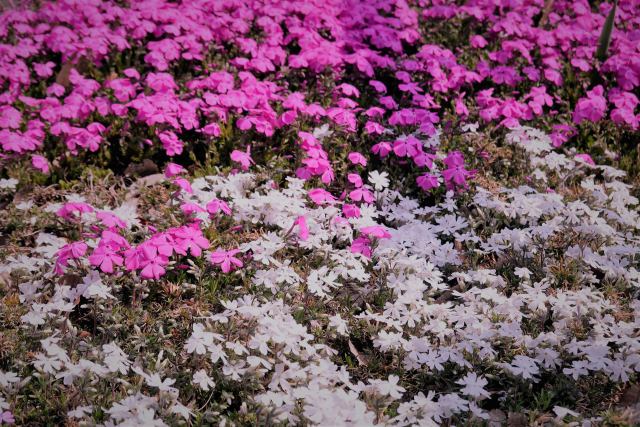 紅白の芝桜