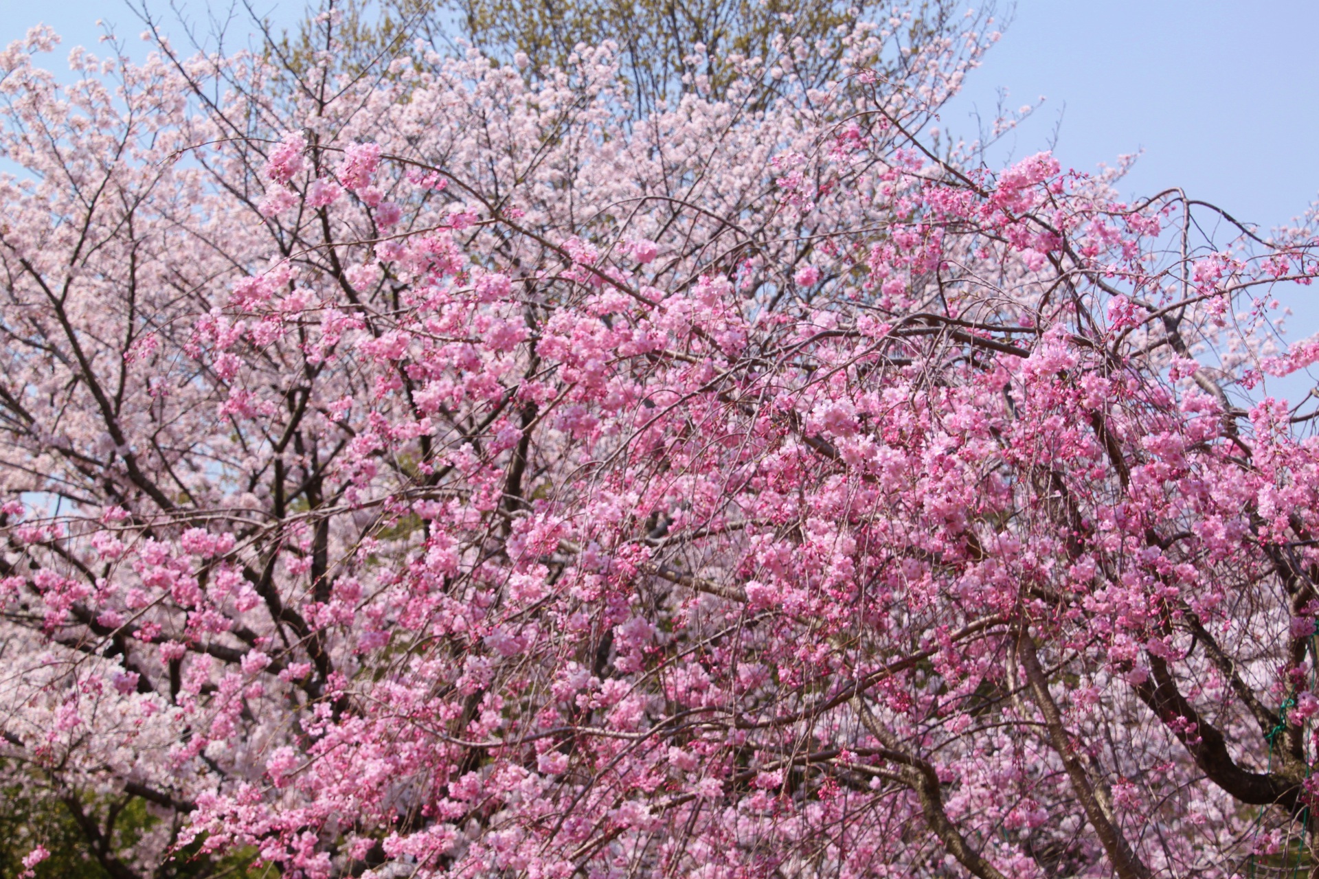 花 植物 満開の桜 壁紙19x1280 壁紙館