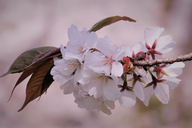 桜:嵐山