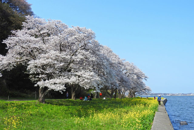 桜 sakura10 ナノハナと