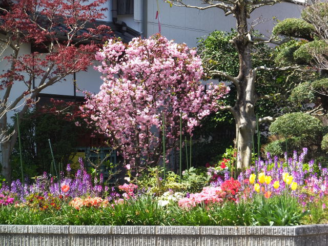 花壇の花