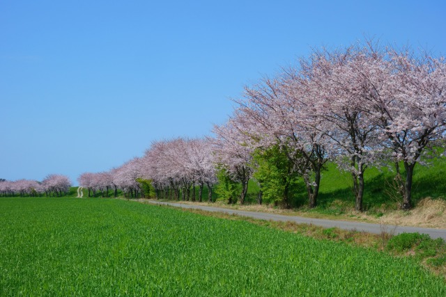 江上の麦畑と桜