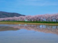 狐川の桜並木