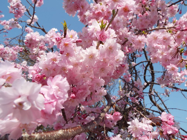 2019年の桜⑥