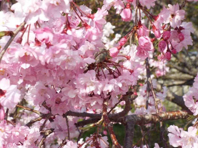 2019年の桜⑦