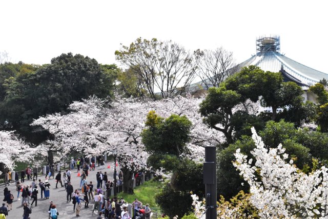 武道館前の桜