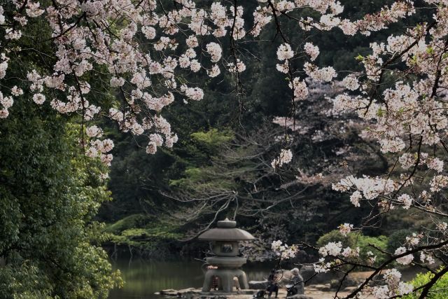 桜咲く新宿御苑