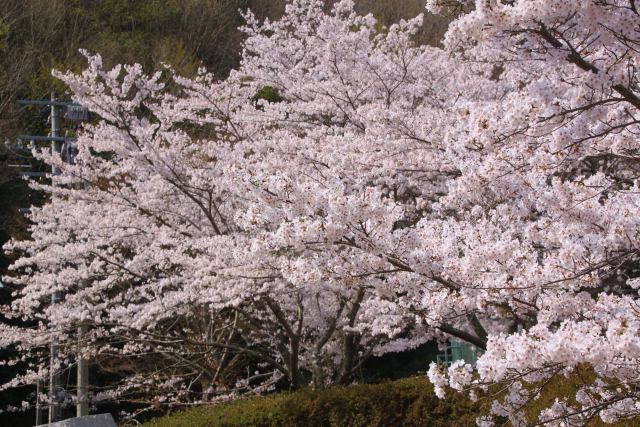 満開の桜山