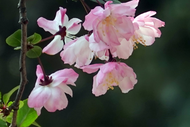 花海棠