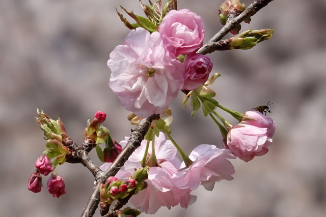 御所桜