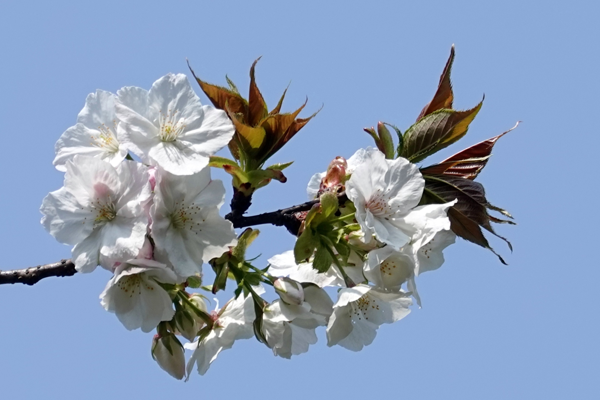 花 植物 太白桜 壁紙19x1280 壁紙館