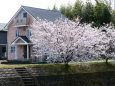 川沿いの桜