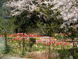 山村の花壇、はるうらら