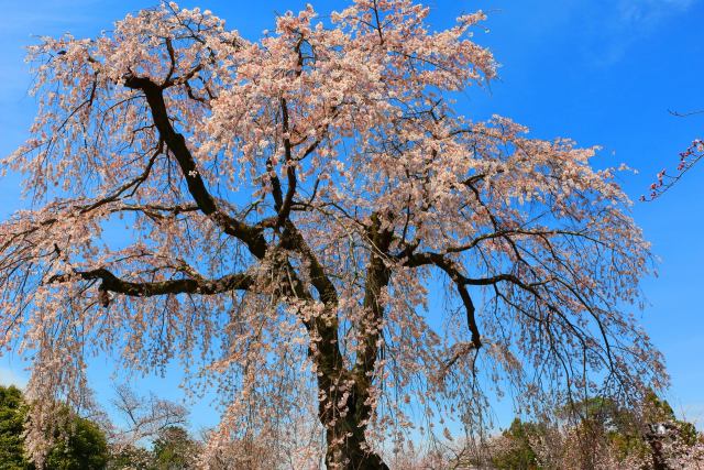 醍醐寺桜