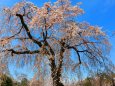 醍醐寺桜