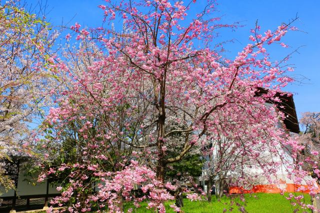 醍醐寺桜