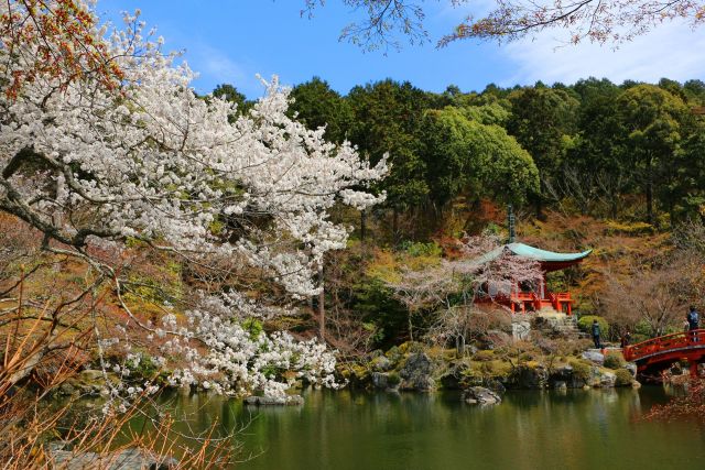 醍醐寺桜