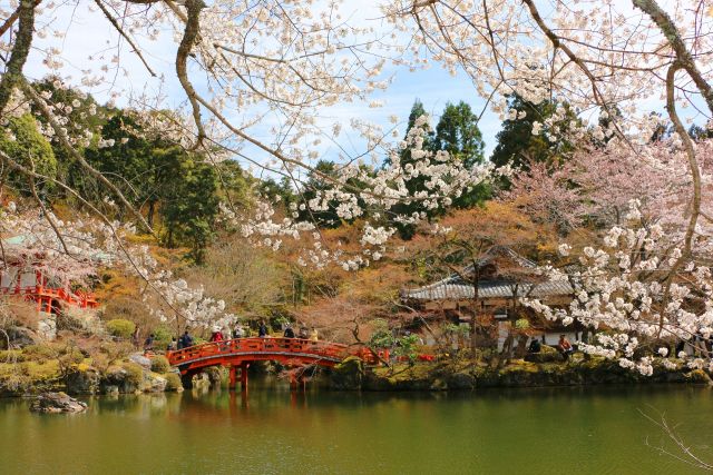 醍醐寺桜