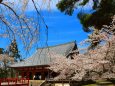 醍醐寺桜