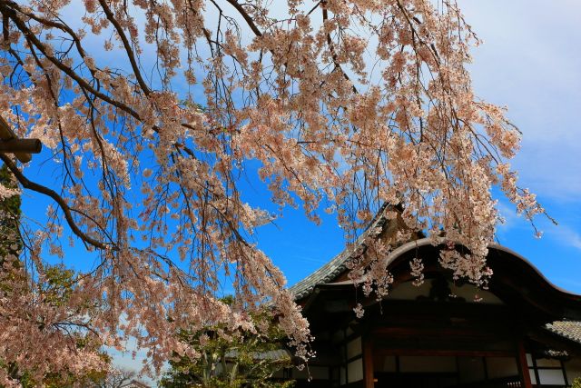 醍醐寺桜