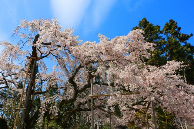 醍醐寺桜