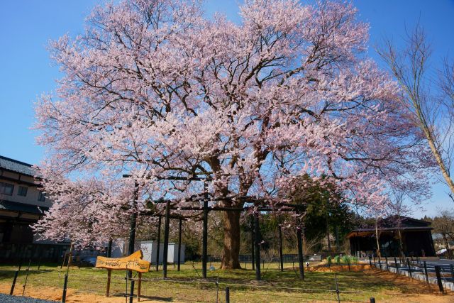 越前の一本桜