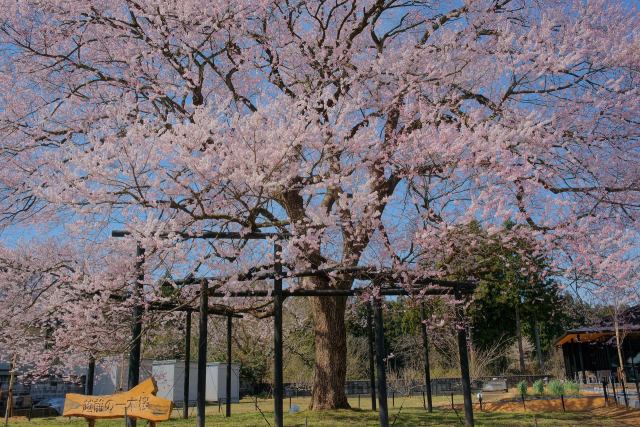 池泉の一本桜