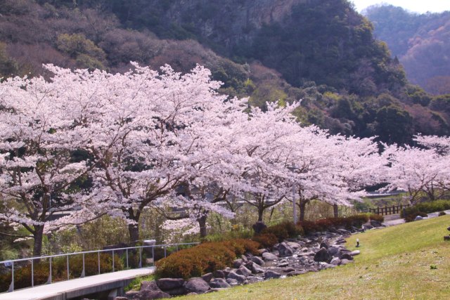 桜並木