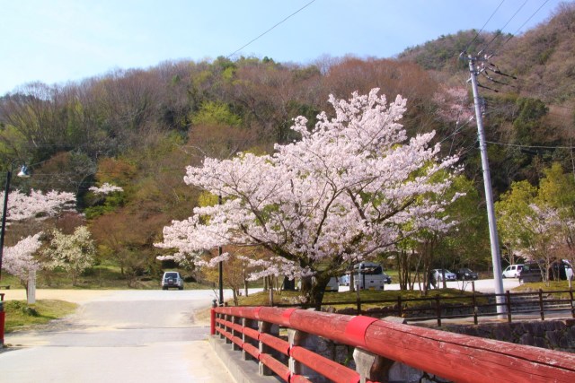 赤い橋と桜