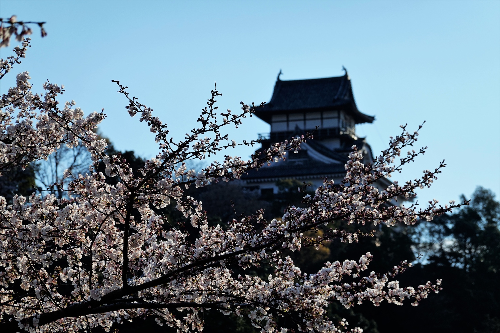 日本の風景 国宝犬山城の桜 壁紙19x1280 壁紙館