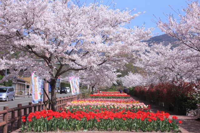 満開の桜とチューリップ