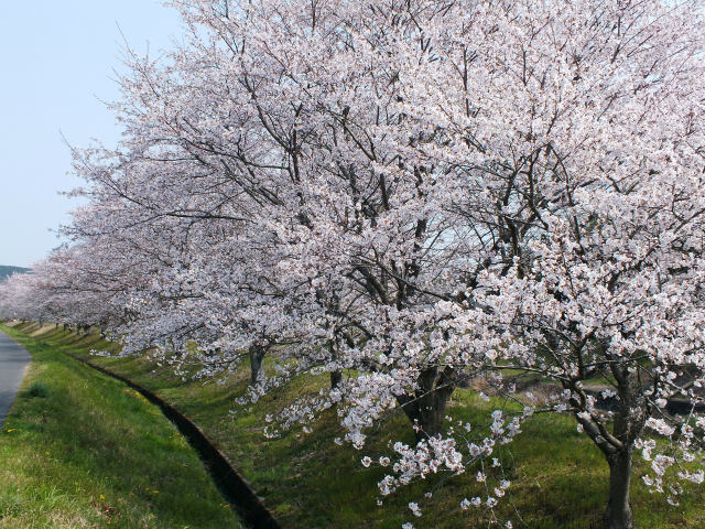 川沿いの桜