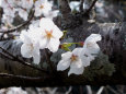 川沿いの桜