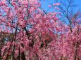 平安神宮桜