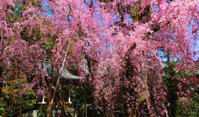 平安神宮桜