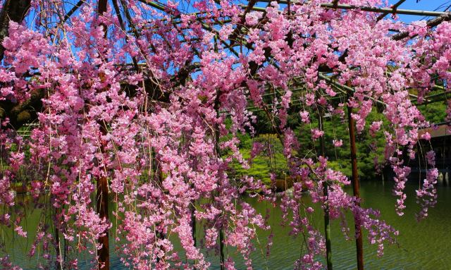 平安神宮桜