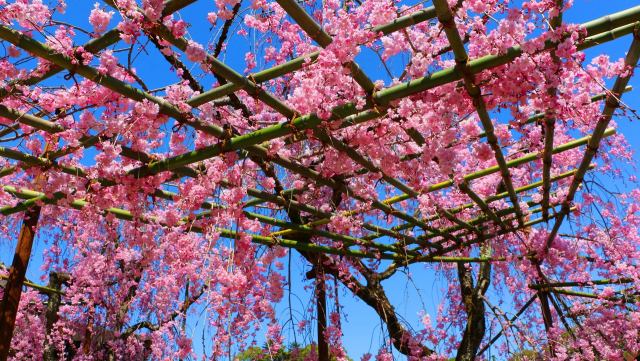 平安神宮桜