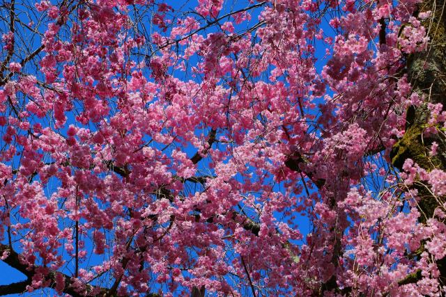 平安神宮桜