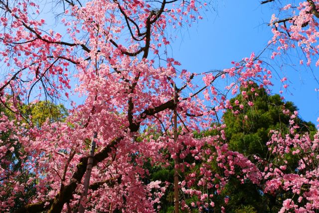 平安神宮桜