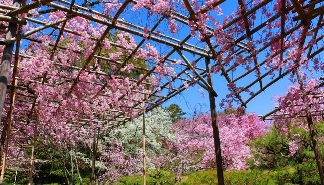 平安神宮桜