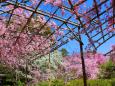 平安神宮桜